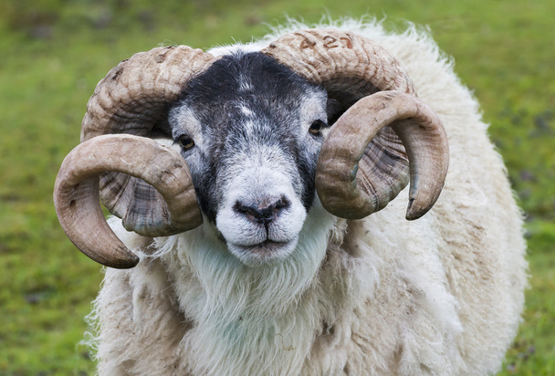 Πρόβατα Ram κέρατο - Φωτογραφία, εικόνα