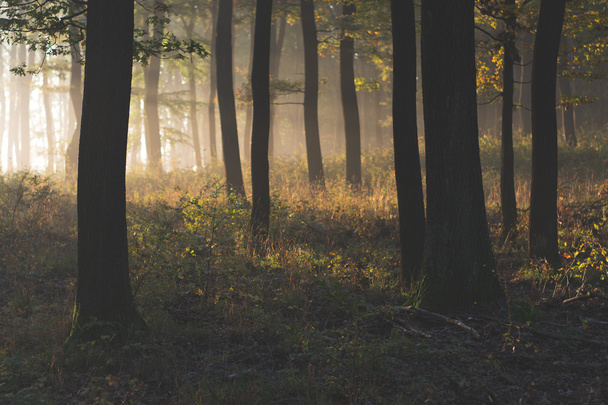 Les se slunečními paprsky - Fotografie, Obrázek