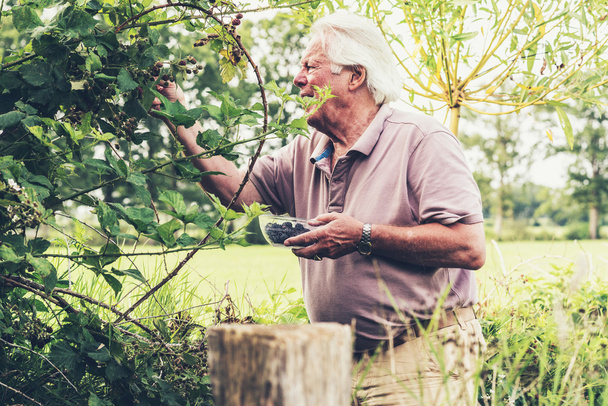Senior man picking blackberries. - Photo, Image
