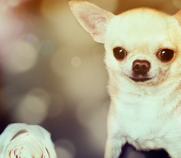 cute chihuahua dog - Foto, immagini