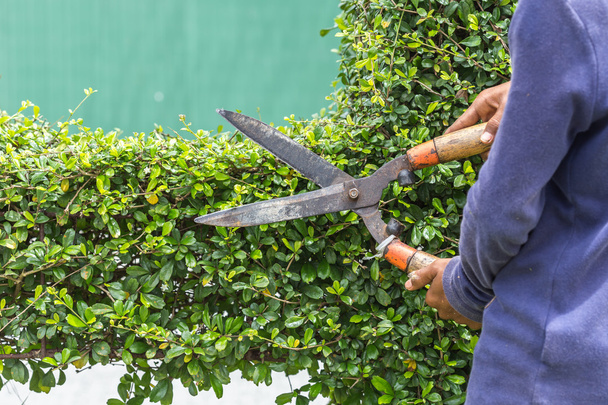 Gardener cutting a hedge in the garden - Foto, imagen