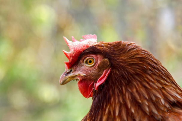 Brown hen.Gallus gallus domesticus - Photo, Image