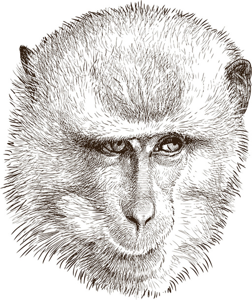 portret małpy - Wektor, obraz