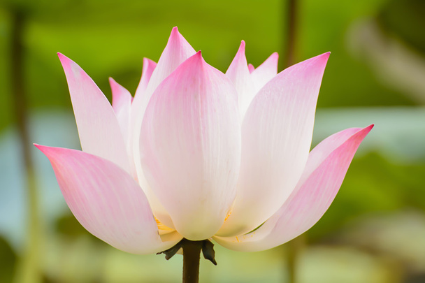 Lotus - Foto, Bild