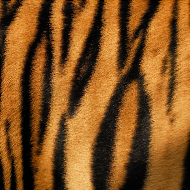 the fur color of the tiger - Vector, Image
