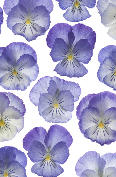 Pansy flowers - Foto, immagini