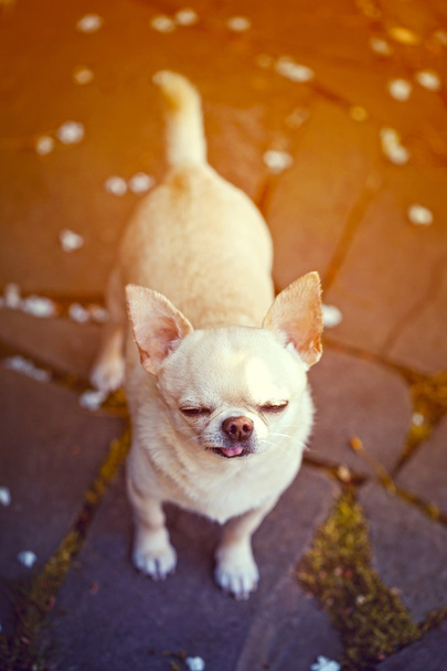 funny tiny dog - Fotó, kép