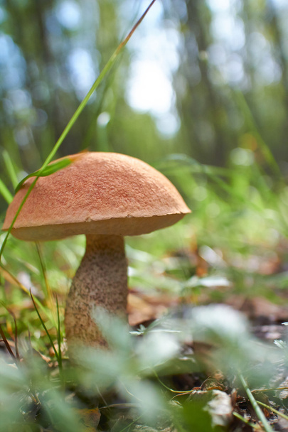 single brown mushroom - Photo, Image