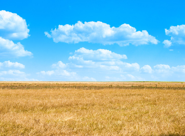 Background image of lush grass field - Photo, Image