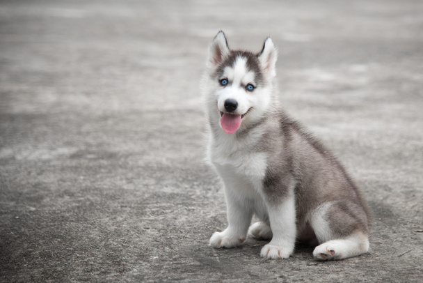 ojos azules siberiano husky sentado
 - Foto, imagen