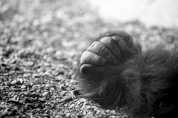 Mano de gorila
 - Foto, imagen