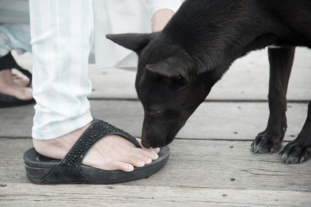 fekete kóbor kutya - Fotó, kép