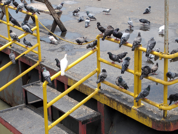 Beaucoup de pigeons
 - Photo, image