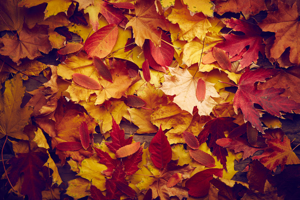 Autumn leaves background - Photo, Image