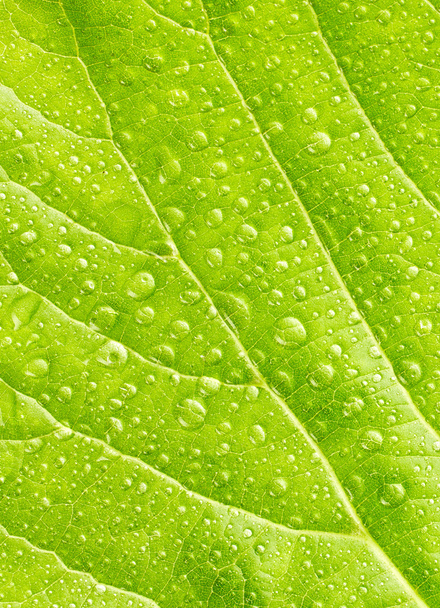 Leaf close up - Photo, Image