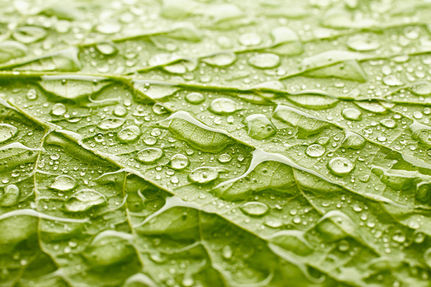 Texture of leaf - Zdjęcie, obraz