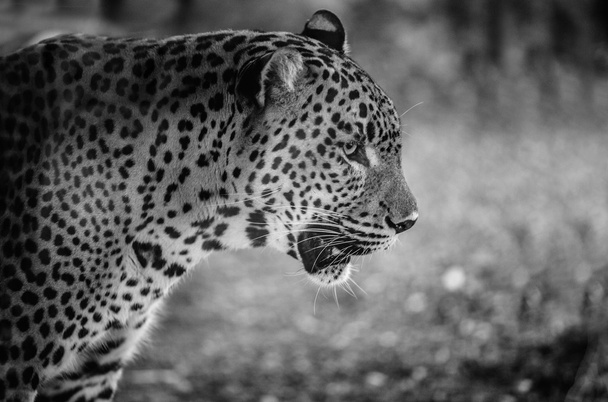 Nahaufnahme sri-lankischer Leopard - Foto, Bild