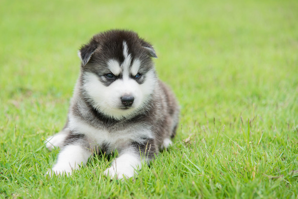 ojos azules siberiano husky cachorro sentado y mirando
 - Foto, imagen