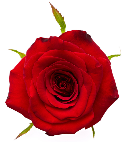 piękna czerwona róża - Zdjęcie, obraz