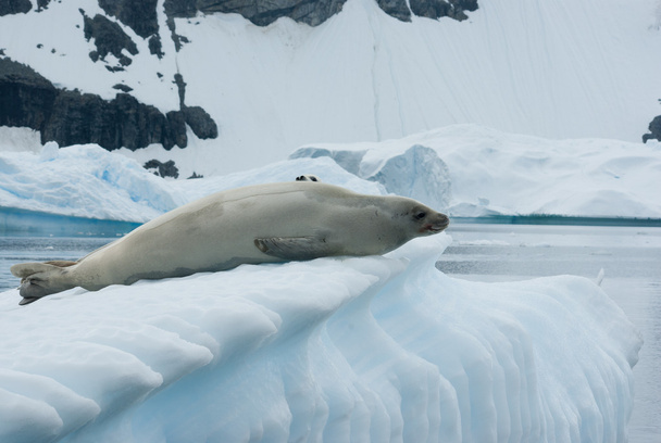 Crabeater seal on an iceberg - Фото, изображение