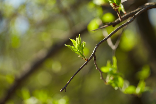 Tree branch with buds - Photo, Image