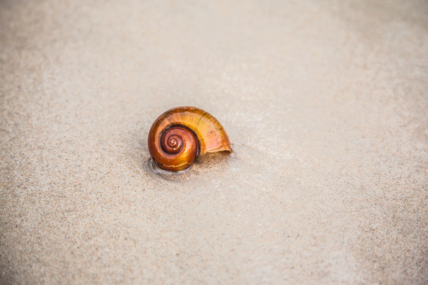 Sea snail - Foto, immagini
