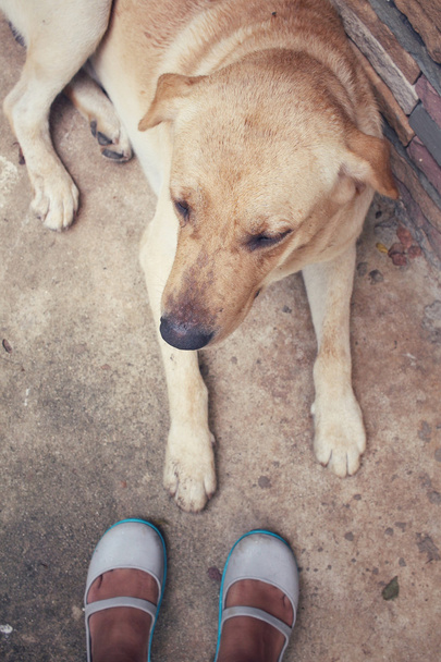 Selfie buty z labrador pies - Zdjęcie, obraz