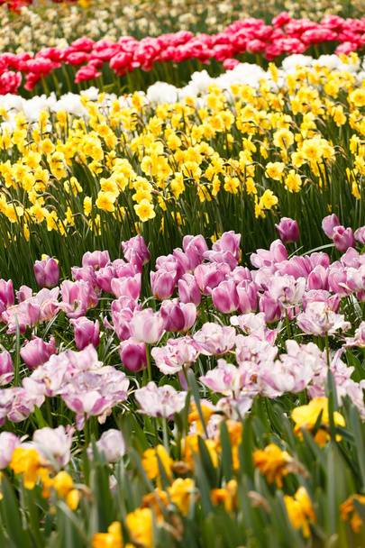 Colorful tulips in spring garden - Zdjęcie, obraz