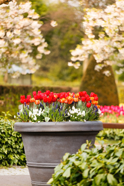 colorful spring garden - 写真・画像