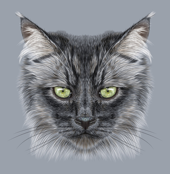 Illustration Portrait of Domestic cat - Photo, Image
