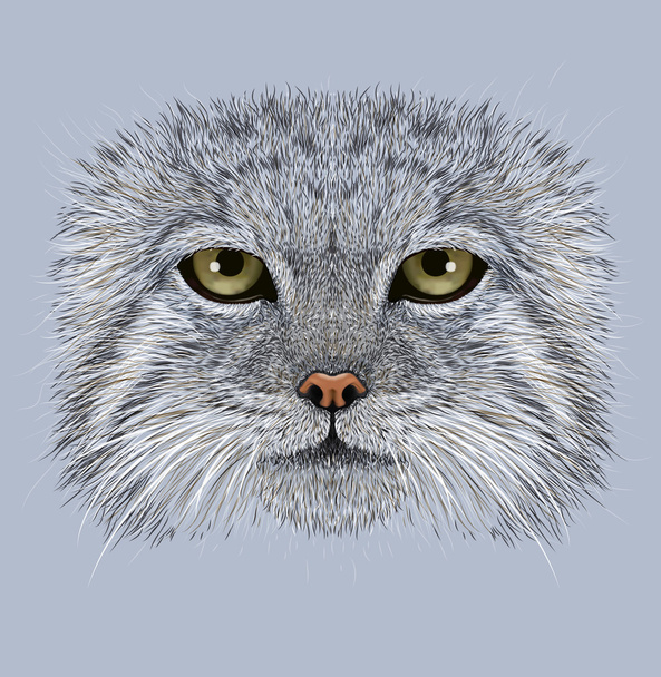 Pallas macska szemléltető portréja - Fotó, kép