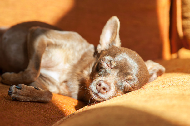 Barna toy terrier alszik a kanapén, a Napsugár. - Fotó, kép
