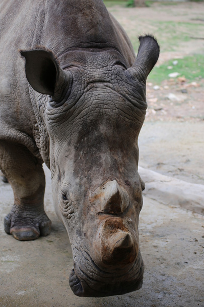 Rhino fej - Fotó, kép