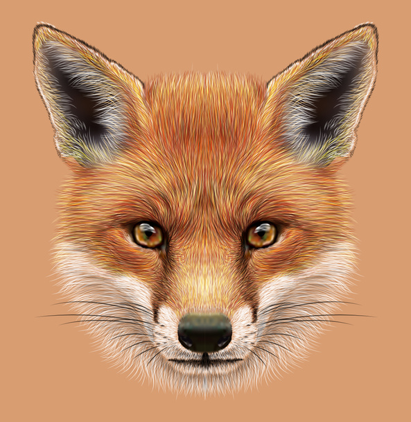 Illustrative Portrait of a Red Fox - Valokuva, kuva