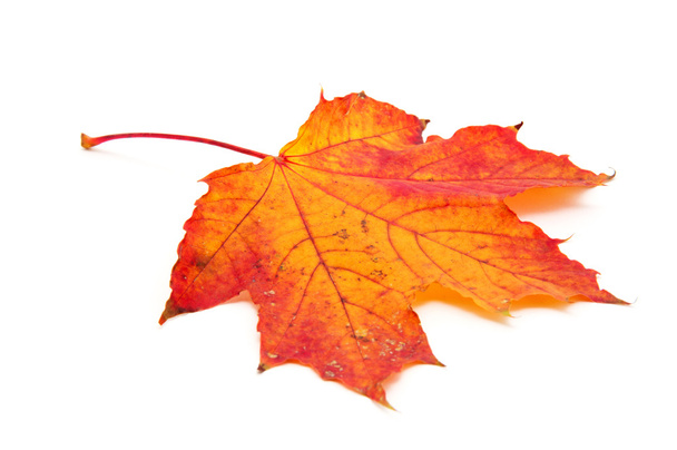 hoja de arce de otoño aislada sobre fondo blanco - Foto, imagen