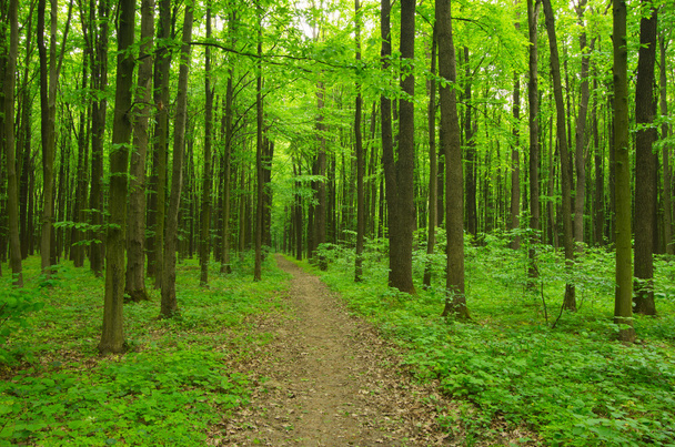 bosque verde
 - Foto, imagen