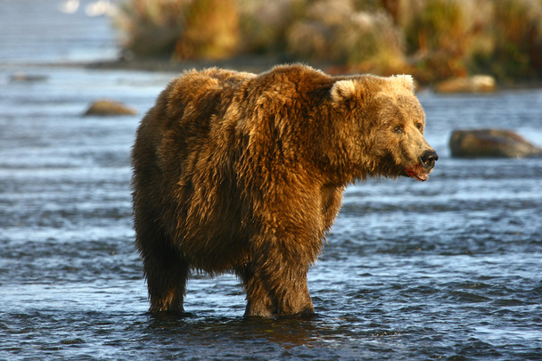 viejo oso pardo kodiak
 - Foto, imagen