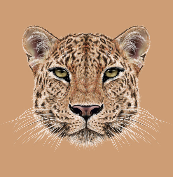 Illustrative Portrait of Leopard - Photo, Image