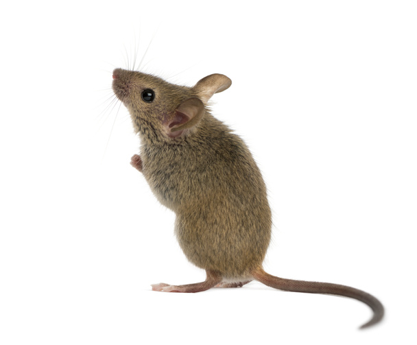 Dřevěné myš vzhlédl před bílým pozadím - Fotografie, Obrázek