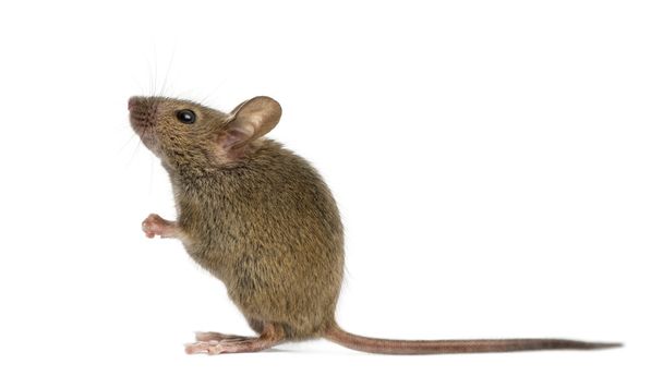 Dřevěné myš před bílým pozadím - Fotografie, Obrázek