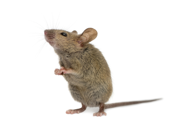 Дерев'яна миша дивиться вгору перед білим тлом
 - Фото, зображення