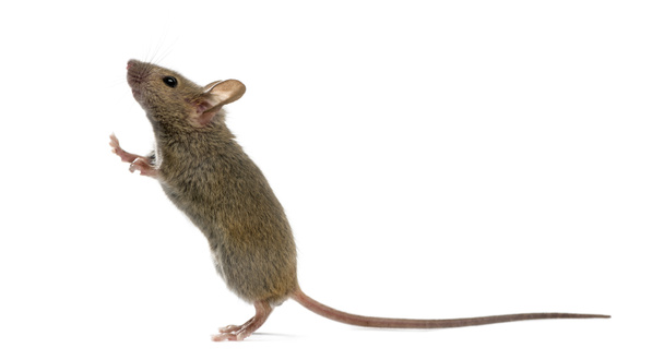 Дерев'яна миша дивиться вгору перед білим тлом
 - Фото, зображення