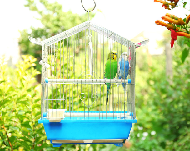 Cute colorful budgies in cage - Photo, image