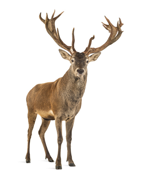 Red deer stag in front of a white background - Photo, Image