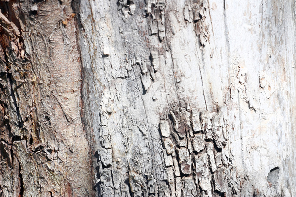 texture bark - Foto, afbeelding