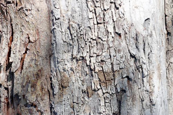 texture bark - Фото, зображення