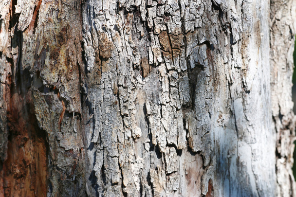 texture bark - Foto, afbeelding