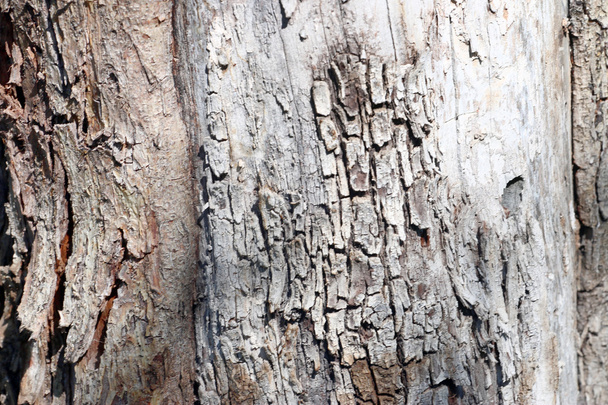 texture bark - Фото, изображение