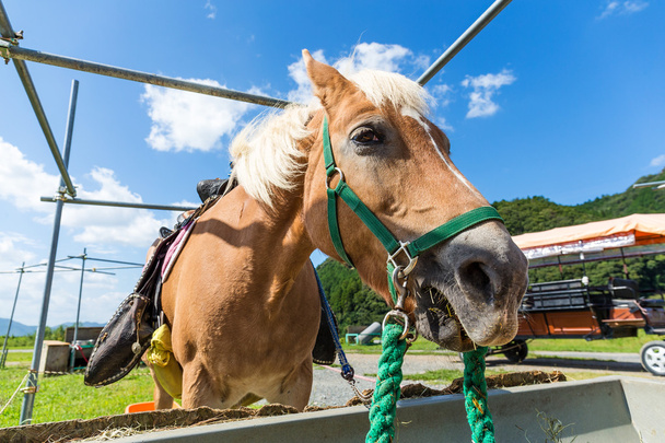 Кормление лошадей у кормушки на ферме
 - Фото, изображение