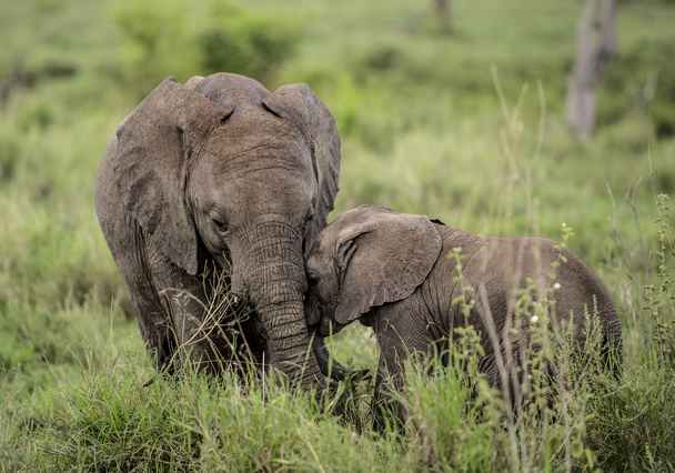 Junge Elefanten kuscheln, Serengeti, Tansania - Foto, Bild